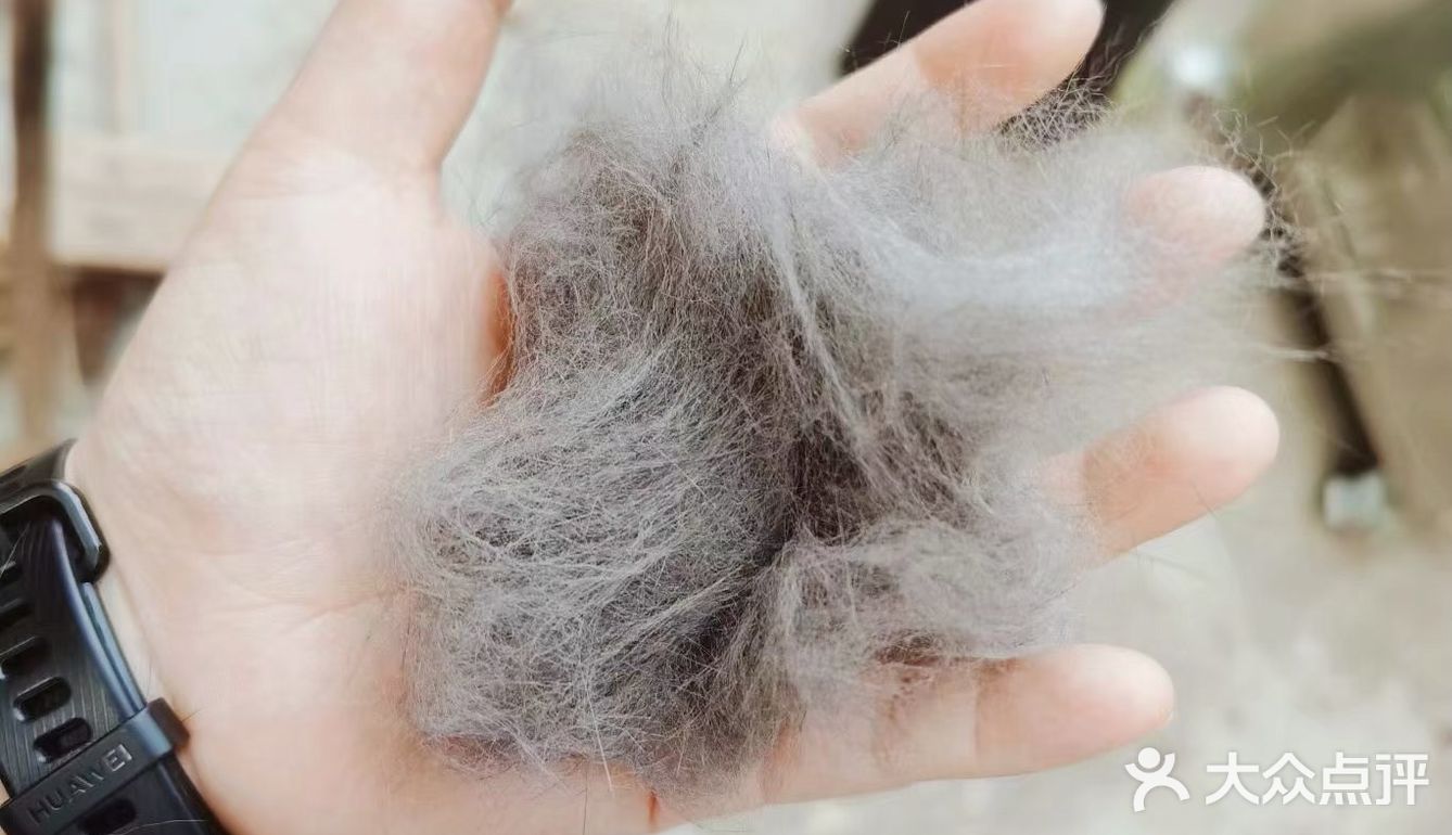 萌宠出道😷脱毛的肥肥