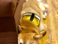 -柴务处·柴犬主题狗咖