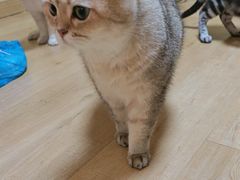 -Meowの猫咖(万家丽店)