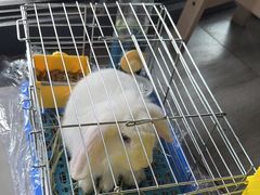 -爱侣宠医·鹦鹉专科·小型哺乳类·异宠专科(灵石路店)