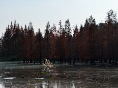 -白鹭湾湿地公园