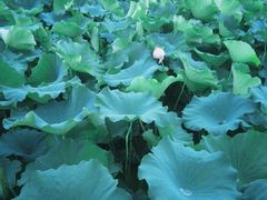 -陈家山荷花公园