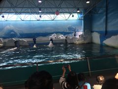 -秦皇岛乐岛海洋王国