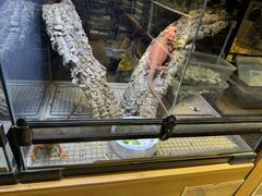 -酷以爬仙阁实体爬宠店·守宫·蜥蜴·专业繁育