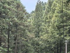 -天目山大树王景区