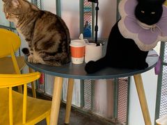 -喵屿·大理花园猫咖