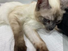 -瑞派长江宠物医院·猫科·外科·24小时夜护(谊城公寓分院)