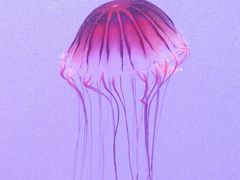 -上海海洋水族馆