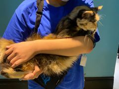 -猫色咖啡·猫咖