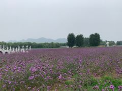 -北京东方普罗旺斯薰衣草庄园