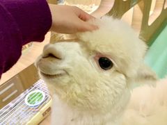 -藦茜花园宠物主题亲子互动体验馆(国顺东路店)