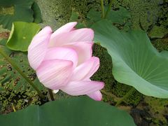 -北纬44度·金珠花海休闲农业旅游景区