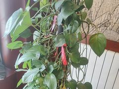 -老浒记民俗酒楼(王府井店)