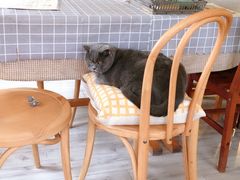 -海边的猫和咖啡馆