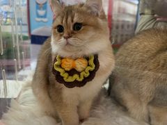 -鹏欣水游城