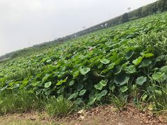 -荷塘月色湿地公园·向阳花洲