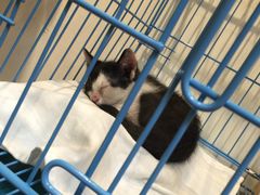 -猫的天空之城概念书店(杭州南宋御街店)