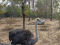 -大连森林动物园