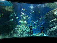 -暹罗海洋世界