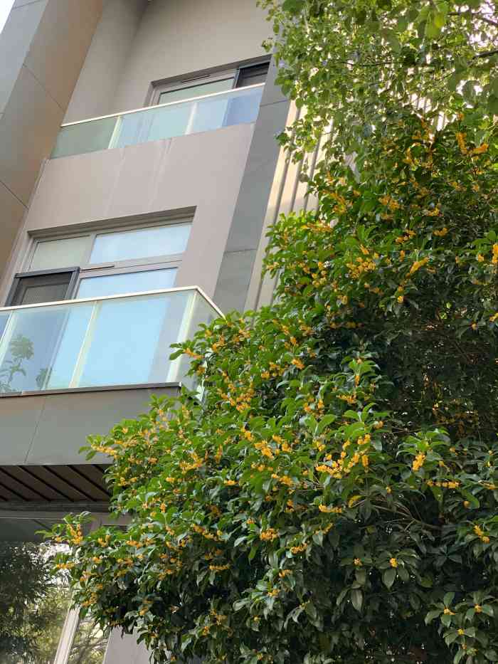 星岛仁恒花园-"10多年前仁恒开发的一个别墅区.刚开发的.