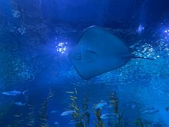 -芜湖新华联大白鲸海洋公园