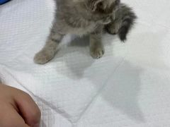 -佳雯宠物医院(金华南路分院)