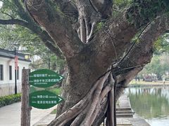 -江心屿景区