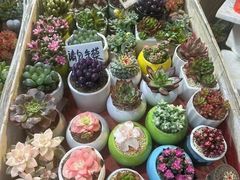 -曲阳花鸟市场(曲阳路店)