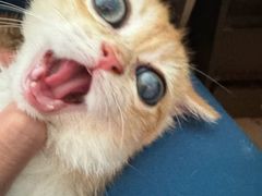 -瑞派福兴宠物医院犬猫全科·骨科·中西医结合(河东店)