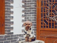 -超宠爱宠物摄影-Super pet