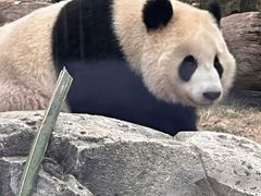 -武汉动物园