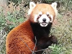-武汉动物园