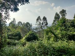 -东莞市大岭山森林公园