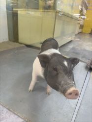 -神奇动物撸宠馆·羊驼·小浣熊·异宠(豫园店)