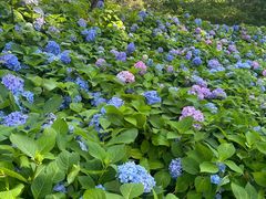 -沈阳植物园