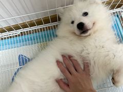 -翊宠yipet猫狗购宠庄园犬舍•猫舍