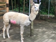 -呀诺达热带雨林