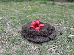 -靖西鹅泉风景区