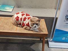 -伟伟宠物医院·CT影像中心·瑞派犬猫综合性门诊(汉口总院)