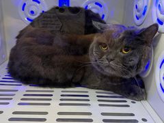 -PETKIT 小佩宠物·低压洗护·美容·寄养(安远店)