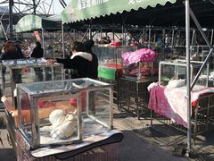 -中环花鸟鱼虫市场