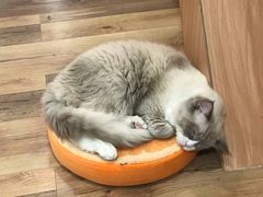 -袖虎·猫馆(体育西路店)