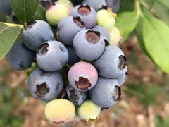 -花山蓝莓采摘园