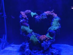 -海合安武汉极地海洋公园