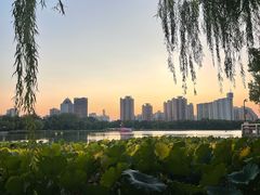 -莲花池公园