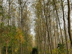 -合肥滨湖国家森林公园