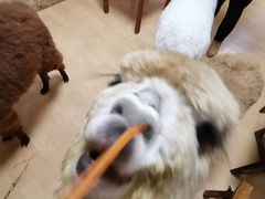 -猫色咖啡·猫咖