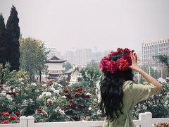 -曹州牡丹园