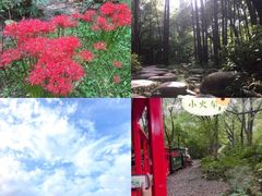 -上海共青森林公园