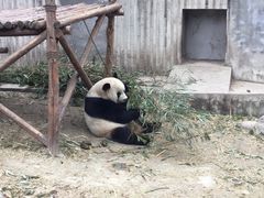 -成都大熊猫繁育研究基地